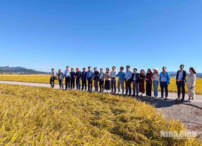 Đoàn công tác tỉnh Ninh Bình khảo sát thực tế tại cánh đồng tại xã Seonjang, thành phố Asan.