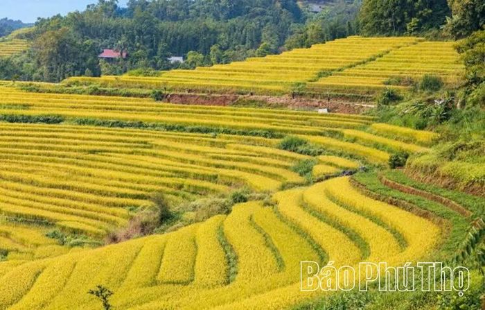 Ruộng bậc thang Miền Đồi với vẻ đẹp hoang sơ tạo sức hút với du khách.