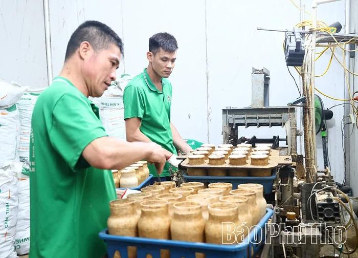 Phôi để sản xuất nấm đùi gà của Công ty TNHH Nấm Phùng Gia, xã Bình Nguyên được làm từ phụ phẩm nông nghiệp như rơm, rạ, mùn cưa...