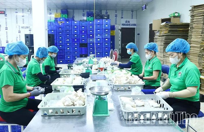 Sản phấm nấm đùi gà của Công ty TNHH Nấm Phùng Gia được sơ chế, đóng gói trước khi xuất bán cho các siêu thị.