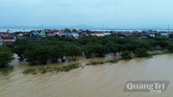 Thôn Phú Thọ (xã Lệ Thủy) giữa vùng rốn lũ mênh mông vẫn giữ được sự bình yên nhờ "bức tường thành" rừng mưng 500 năm tuổi - Ảnh: N.M.P