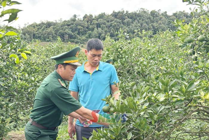 Cán bộ Đồn biên phòng Nậm Lạnh hướng dẫn người dân kỹ thuật trồng cam Navel.