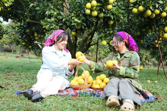 Du khách tham quan, trải nghiệm vườn cam Navel tại thôn An Hưng, xã Phiêng Khoài.