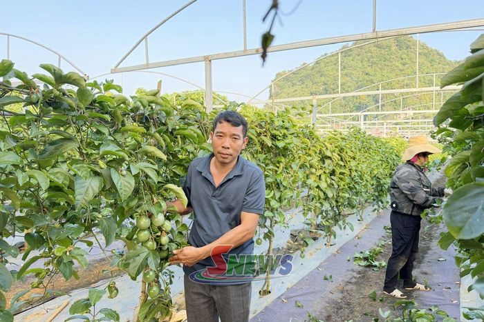 Mô hình chanh leo vàng hương ổi tại HTX Đoàn Kết, xã Chiềng Mung.