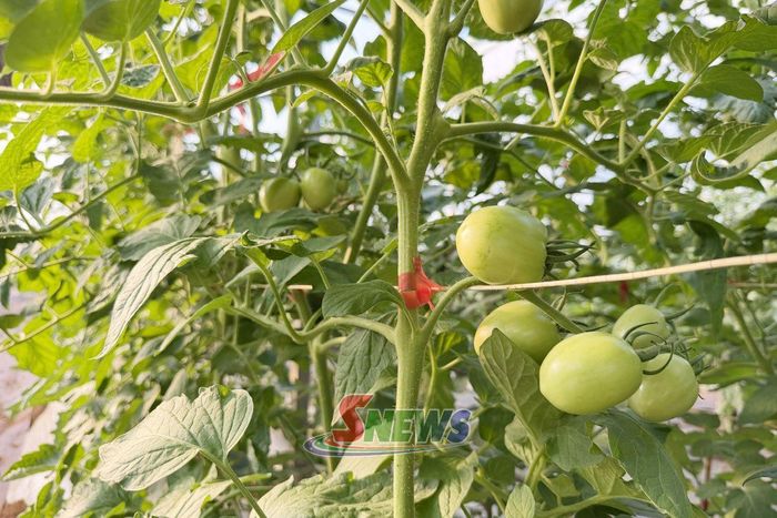 Cà chua hữu cơ được sản xuất trong nhà màng tại xã Chiềng Mung.