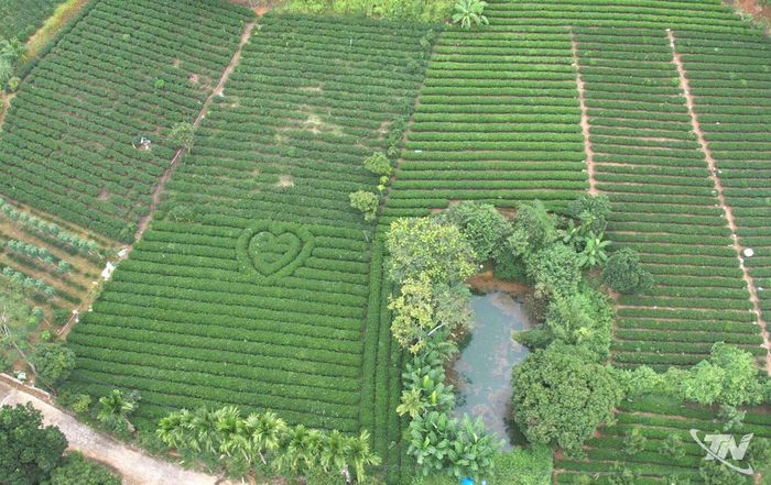 Cảnh quan các đồi chè trong làng nghề cũng đã được chỉnh trang nhằm tạo điểm nhấn để thu hút du khách