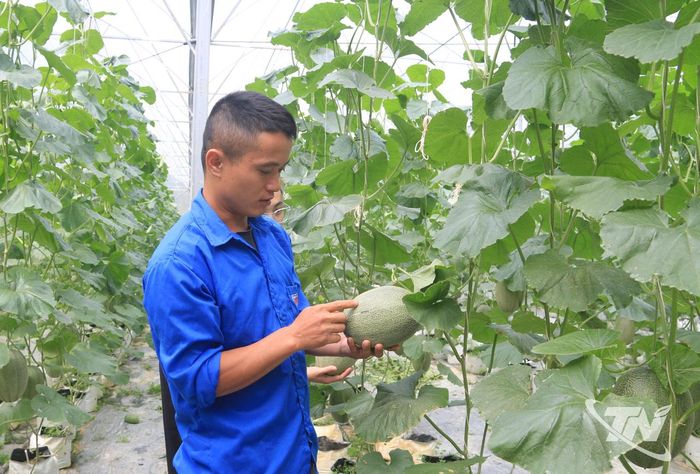 Bàn Văn Trường chăm sóc vườn dưa lưới tại thôn Bản Mới, xã Hiệp Lực.