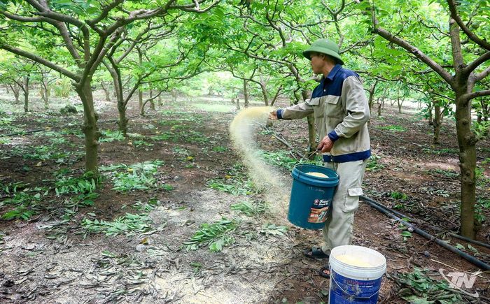 Việc chăm bón na trái vụ cần sự tỉ mỉ.