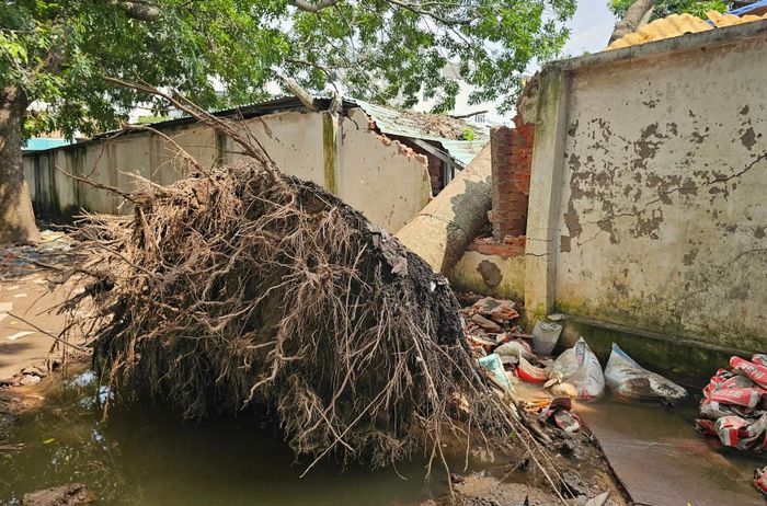 TP.HCM tăng cường rà soát cây xanh trên đường phố, kịp thời phát hiện và xử lý những cây có nguy cơ gãy đổ.