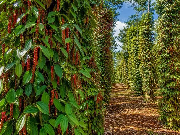 Giá tiêu trong nước hôm nay đi ngang. Ảnh minh họa