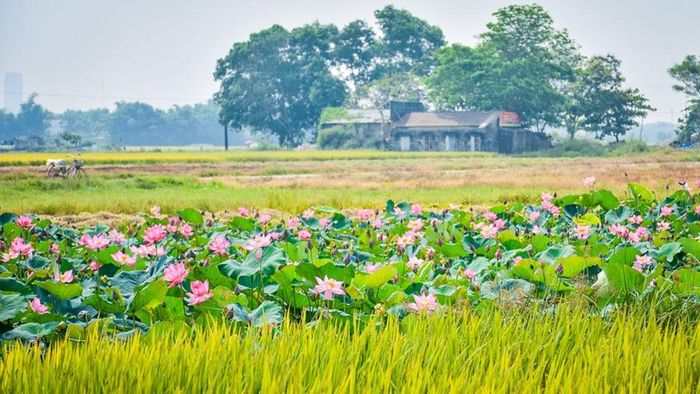 Ảnh mang tính minh họa