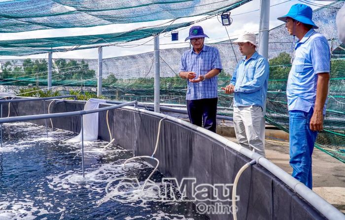 Vùng nuôi tôm siêu thâm canh tuần hoàn, ít thay nước của ông Trần Văn Mong (xã Đầm Dơi) liên kết với công ty xây dựng vùng nuôi đạt chứng nhận ASC.
