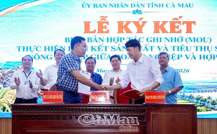 Toàn tỉnh xây dựng 48 chuỗi liên kết ngành hàng tôm giữa doanh nghiệp - HTX - nông dân.