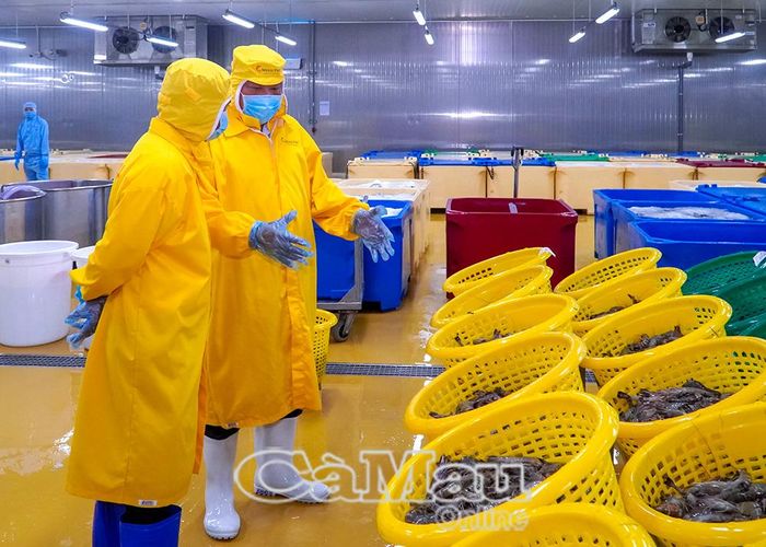 Những năm qua, Công ty TNHH Xã hội Tôm chứng nhận Minh Phú liên kết với 18 HTX của 14 xã để xây dựng vùng nuôi đạt chứng nhận quốc tế, nâng cao giá trị tôm Cà Mau.