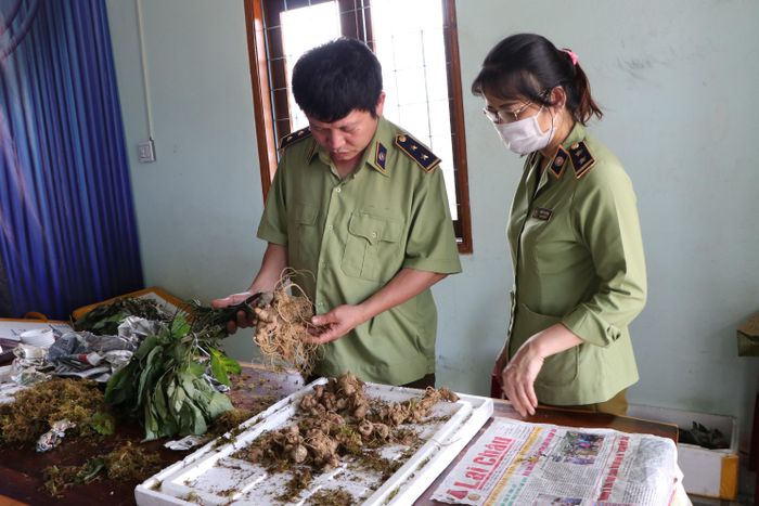 Một số vụ trà trộn sâm Ngọc Linh giả vào thị trường bị phát hiện