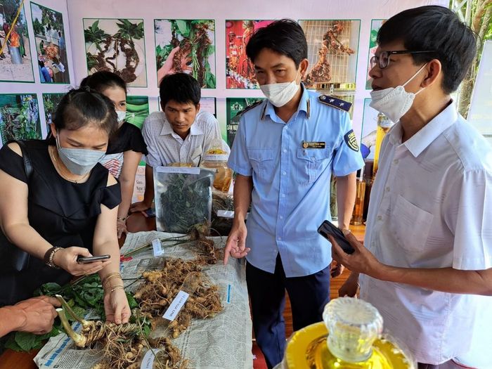 Bằng mắt thường rất khó phân biệt sâm Ngọc Linh thật và giả 