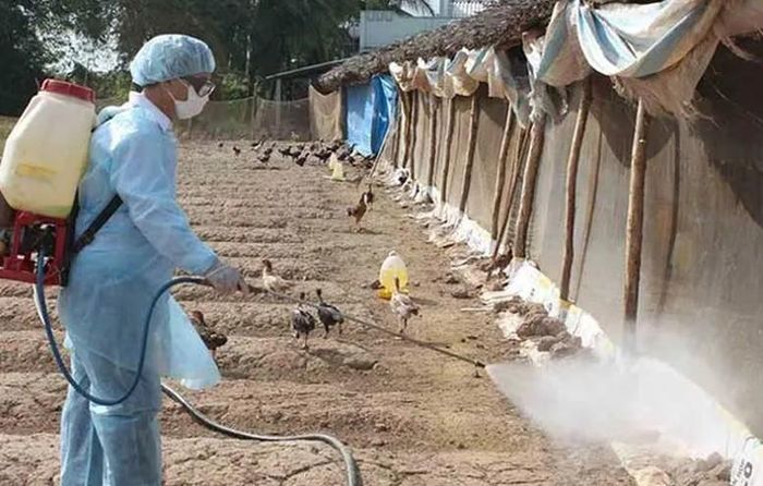 Chủ động gia cố chuồng trại, dự trữ thức ăn và vệ sinh tiêu độc khử trùng là những giải pháp quan trọng giúp bảo vệ đàn vật nuôi trước mưa lũ, hạn chế dịch bệnh và thiệt hại chăn nuôi. Nguồn: Internet