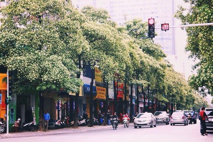 Cây xanh đô thị không chỉ thuộc về thế giới của cảm xúc. Ảnh: Internet