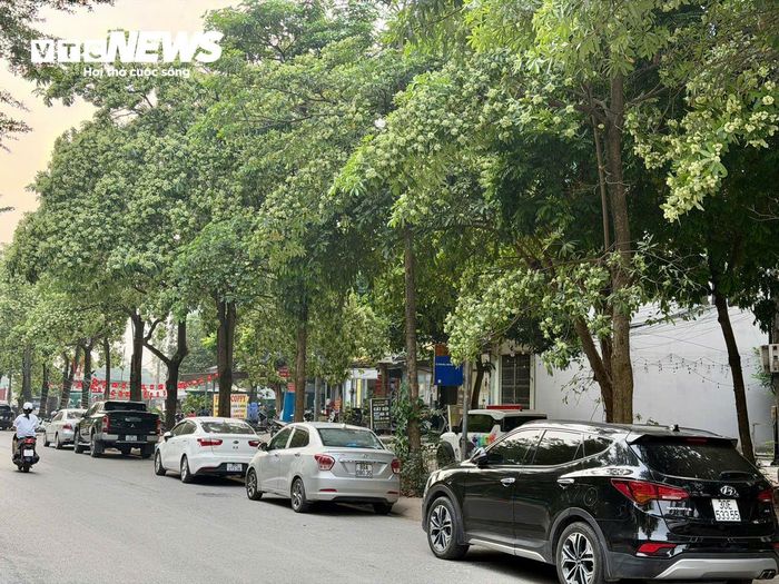 Mùi hoa sữa quá nồng ảnh hưởng đến đời sống sinh hoạt người dân.