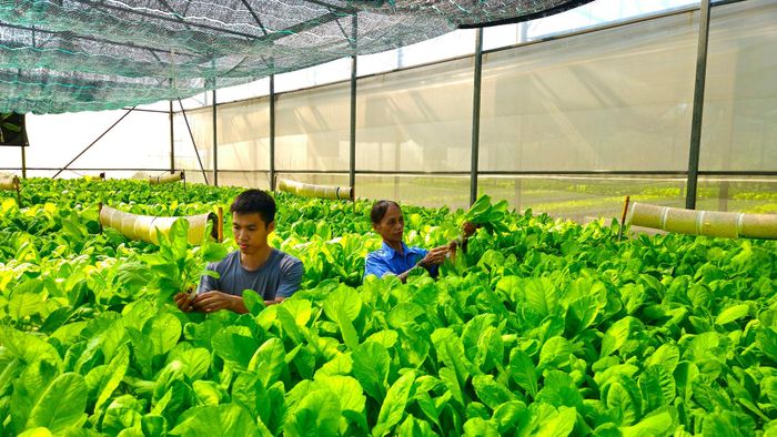 Mô hình trồng rau thủy canh ở xã Bát Tràng cho thu nhập cao. Ảnh: Ánh Dương