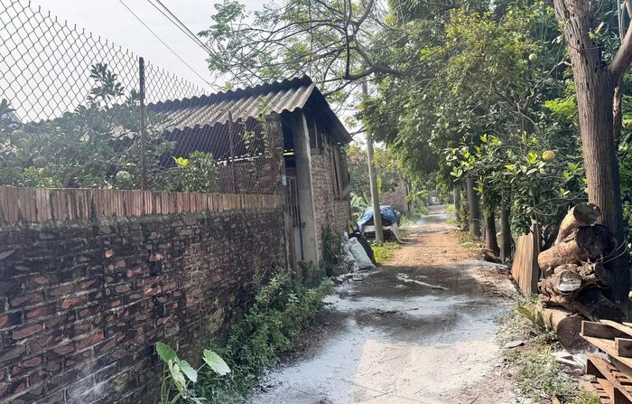 Khu vực chăn nuôi lợn được rắc vôi bột và thực hiện các biện pháp khử trùng nhằm hạn chế mùi hôi, giảm nguy cơ phát sinh dịch bệnh trong chăn nuôi. Ảnh: HL