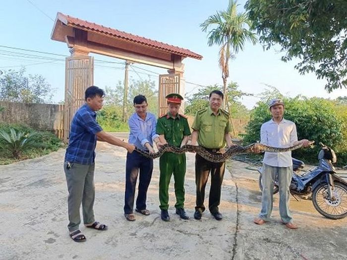 Anh Chiến (ngoài cùng bên phải) bàn giao cá thể trăn đất cho lực lượng chức năng. Ảnh: Quốc Huy.