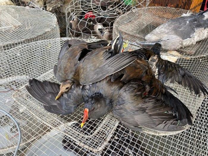 ENV kêu gọi bảo vệ các loài chim hoang dã. Ảnh: ENV