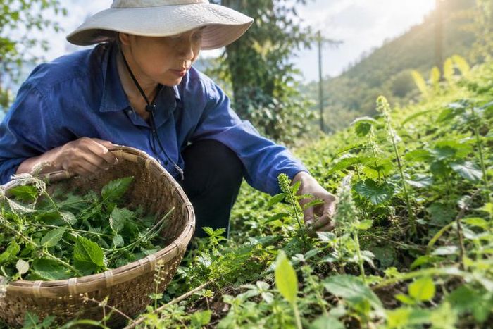 Người dân cần nắm rõ đặc điểm của cây và thực hiện thu hái theo hướng dẫn kỹ thuật phù hợp