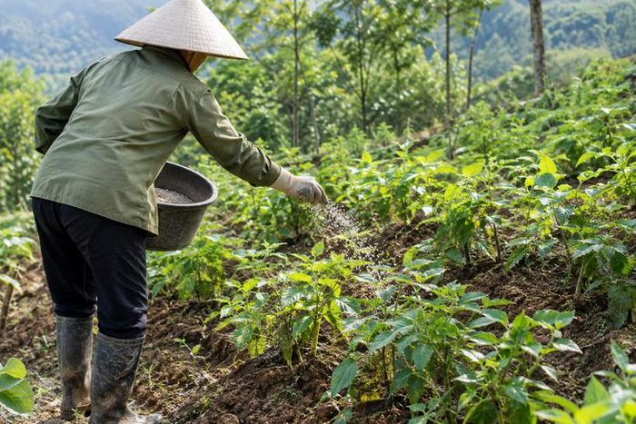 Sử dụng phân bón và thuốc bảo vệ thực vật đúng cách