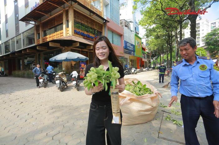 Chia sẻ với PV Báo Đại Đoàn Kết, chị N.P.H, một người dân tại Hà Nội cho biết, chị yêu thích mùi hương hoa sữa bởi đây là nét đặc trưng của Thủ đô mỗi độ thu về. Vì vậy, khi thấy công nhân cắt tỉa hoa, chị cảm thấy tiếc và tranh thủ nhặt một ít mang về nhà cắm.