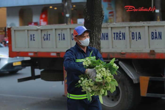 Sau khi cắt tỉa, các chùm hoa và cành cây được tập kết để thu gom. Xe vệ sinh môi trường được điều động nhằm bảo đảm đường phố sạch sẽ, không để cành lá rơi vãi gây ảnh hưởng đến người tham gia giao thông.