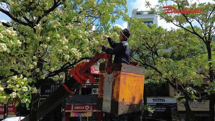 Sự việc cho thấy hoa sữa vẫn nhận được những tình cảm trái chiều từ người dân Hà Nội. Với người yêu thích, mùi hương hoa sữa gợi nhớ mùa thu và nét riêng của phố phường. Tuy nhiên, khi hoa nở đồng loạt với mật độ dày, hương thơm quá nồng lại có thể gây cảm giác khó chịu, ảnh hưởng đến sinh hoạt thường ngày.