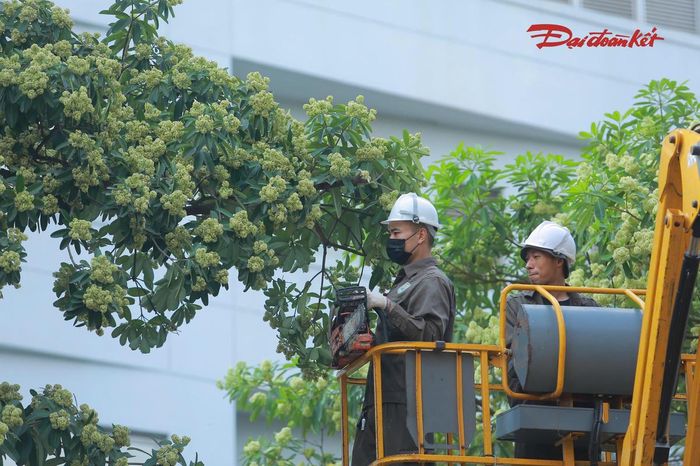 Theo thống kê, đợt này Hà Nội tiến hành cắt tỉa 992 cây hoa sữa trên 13 tuyến đường, phố. Trong đó, đường Hồ Tùng Mậu có số lượng cây cần xử lý nhiều nhất với 179 cây, tiếp đến là phố Lê Thanh Nghị với 170 cây, phố Trung Hòa với 139 cây và đường Lê Quang Đạo với 125 cây.