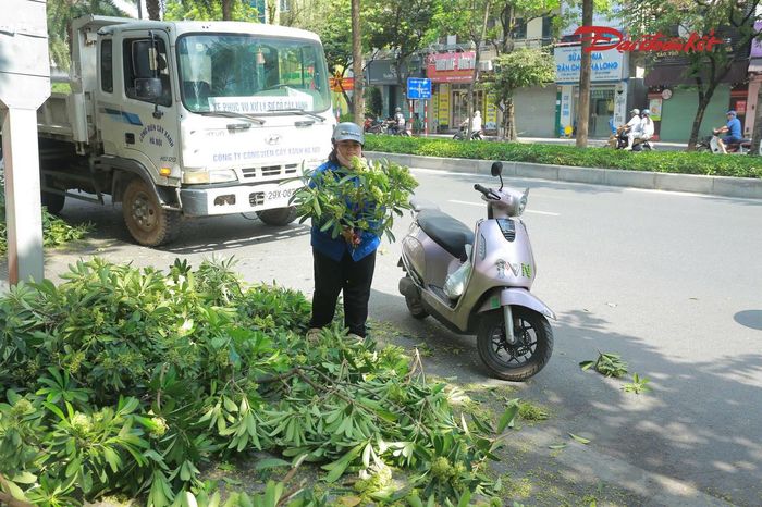 Bên cạnh hoạt động cắt tỉa, hình ảnh một số người dân dừng xe, nhặt những chùm hoa sữa vừa được công nhân cắt xuống cũng thu hút sự chú ý.