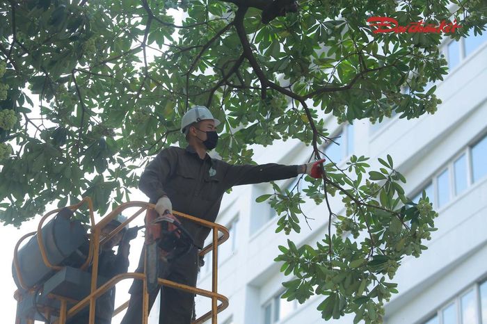 Các cành hoa được cắt thành đoạn dài khoảng 20-40 cm, hạn chế khả năng tiếp tục phát triển và kết hoa trong mùa hoa năm nay.