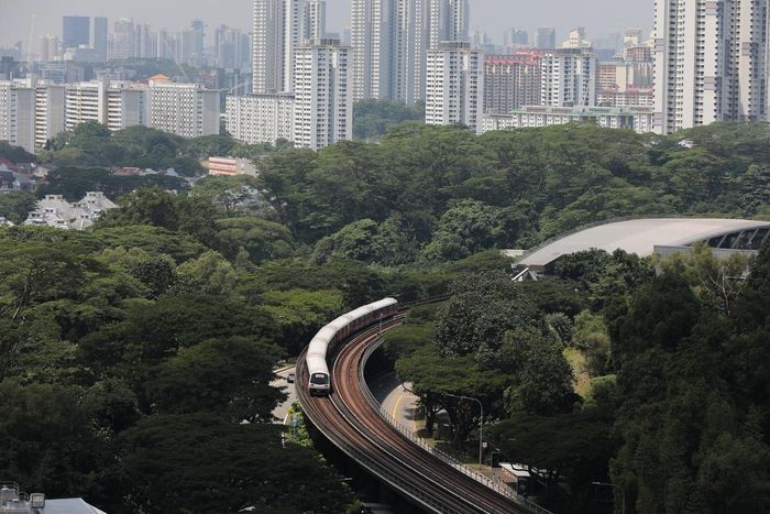 Tại Singapore, việc lựa chọn và thay thế cây được cân nhắc dựa trên đặc điểm sinh học, khả năng thích nghi và mức độ phù hợp với môi trường đô thị. Ảnh: Straits Times.