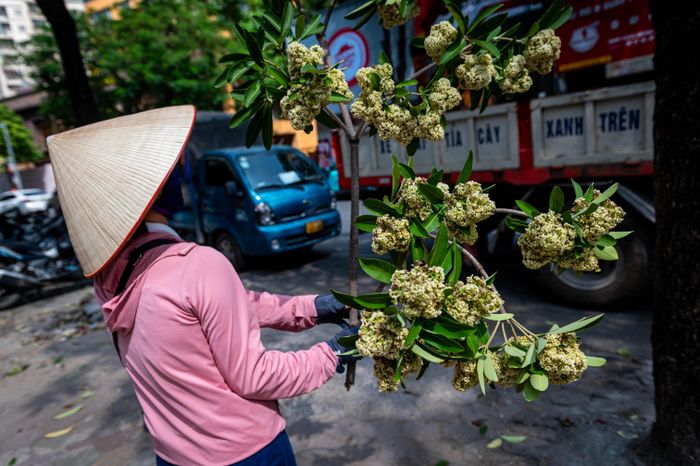  Vào mùa hoa sữa nở rộ, nhiều tuyến phố Hà Nội ngập trong mùi hương đặc trưng. Với một số người, hương hoa gắn liền với mùa thu, nhưng với những hộ dân sống sát hàng cây, mùi quá nồng có thể gây khó chịu, nhất là ở những nơi cây được trồng dày. 