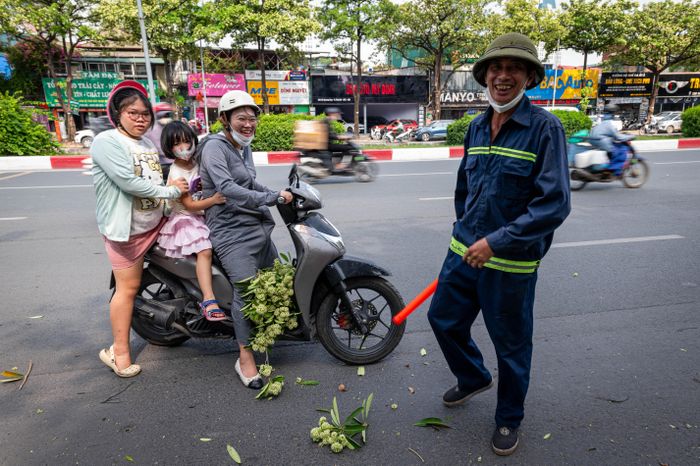 Trong lúc công nhân cắt tỉa, một số người dân chọn những cành còn nguyên lá, nhiều chùm hoa để mang về trang trí. Bà Lê Thị Nhung (phường Yên Hòa) cho biết yêu thích mùi hương hoa sữa vì gợi nhớ mùa thu Hà Nội. “Mỗi lần ngửi thấy mùi là tôi nghĩ ngay về mùa thu. Chỉ có vào thu thì mới có mùi hương rất đặc trưng này”, bà Nhung nói.