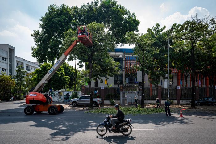  Đến 14h cùng ngày, công nhân tiếp tục cắt tỉa hoa sữa trên đường Lê Quang Đạo. Cành, lá sau khi được hạ xuống được thu gom để bảo đảm vệ sinh khu vực. 