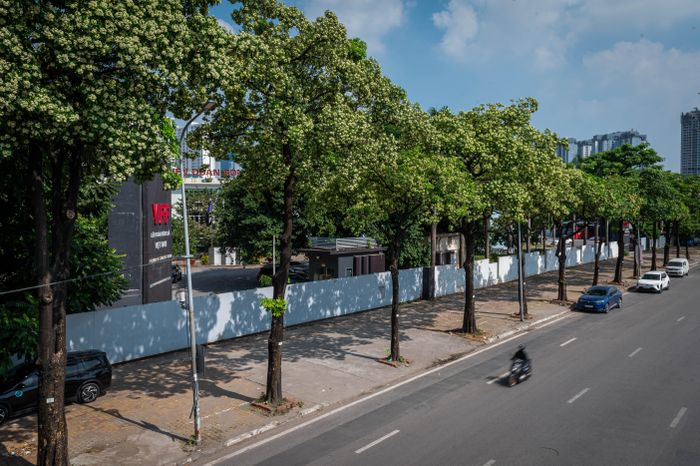  Hà Nội dự kiến nghiên cứu phương án di chuyển một phần cây hoa sữa đến những vị trí phù hợp, đồng thời trồng bổ sung các loài cây khác để thay thế. 