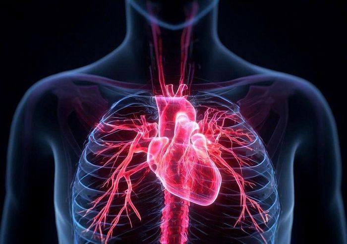 Sau cơn đau tim, vùng cơ tim bị tổn thương có thể được thay thế bằng mô sẹo, khiến khả năng phục hồi chức năng của tim bị hạn chế. Ảnh: Pinterest.