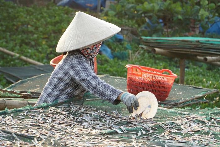 Hấp cá, phơi cá một nắng nối tiếp chuỗi lao động từ bến cá đến chế biến hải sản theo mùa