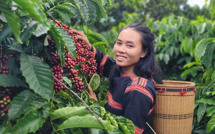 Gia Lai, là một trong những vùng đất có diện tích trồng cà phê lớn tại Tây Nguyên
