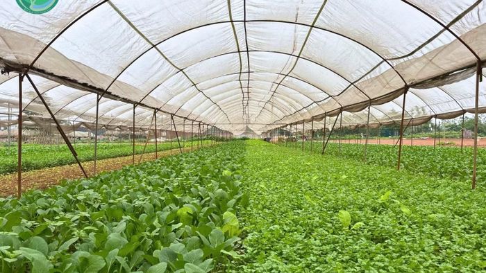 Tham gia dự án, chất lượng rau, quả tại Hợp tác xã rau quả sạch Chúc Sơn (Hà Nội) được nâng lên. (Ảnh: HOÀNG VĂN THÁM)
