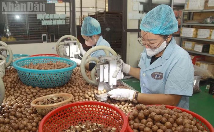 Trong quý IV, tỉnh Sơn La phấn đấu khu vực nông, lâm nghiệp và thủy sản tăng khoảng 8,3%. (Ảnh: QUỐC TUẤN)