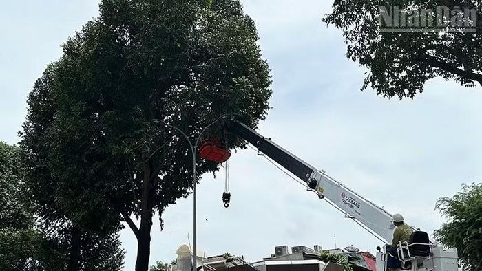 Công nhân Công ty TNHH Một thành viên Công viên cây xanh Thành phố cắt, tỉa cây xanh trên đường Điện Biên Phủ, phường Xuân Hòa. (Ảnh: HÀ CHÂU)