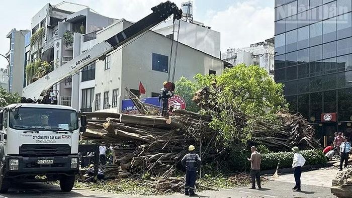 Công nhân Công ty TNHH Một thành viên Công viên cây xanh Thành phố dọn dẹp cây bồ đề bị bật gốc, ngã ở ngã ba Đinh Tiên Hoàng-Võ Thị Sáu, sáng 7/10. (Ảnh: HÀ CHÂU)