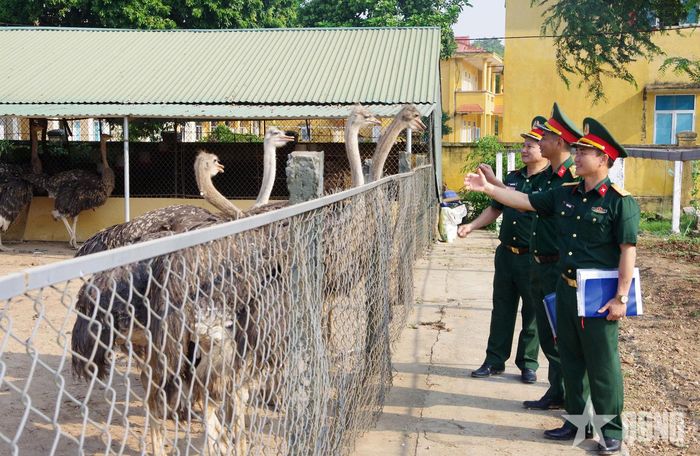  Mô hình nuôi đà điểu của Phòng Hậu cần - Kỹ thuật, Trường Sĩ quan Pháo binh đạt hiệu quả kinh tế cao. 