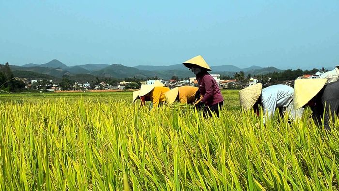 Bộ Nông nghiệp và Môi trường đề xuất nâng ngưỡng thu nhập xác định hộ nông dân có mức sống trung bình, mở rộng diện được hỗ trợ đóng bảo hiểm y tế. Ảnh minh họa: PHÚC HẬU