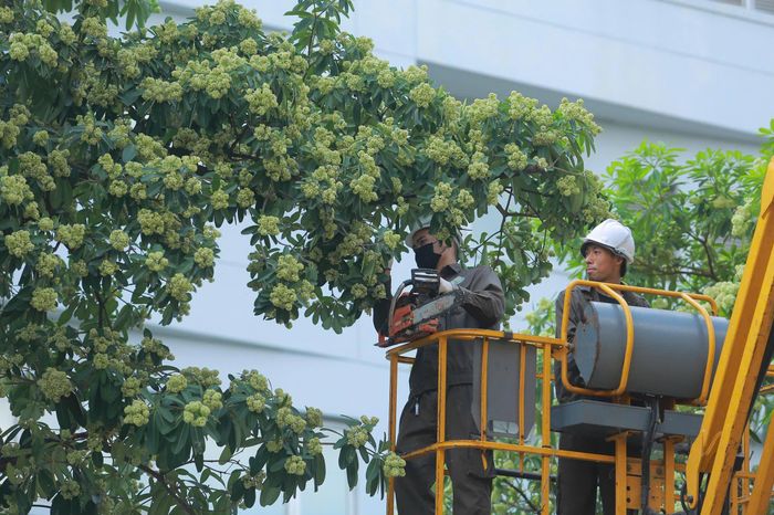  Công nhân tỉ mỉ cắt bớt từng chùm hoa sữa. Ảnh: TIẾN CƯỜNG 